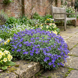 Set of 3 or 6 Large Plants - Aubrieta Kitte Blue, Ready to Plant in Your Garden, 1L - Frankton's