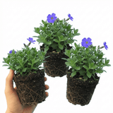 Set of 3 or 6 Large Plants - Aubrieta Kitte Blue, Ready to Plant in Your Garden, 1L - Frankton's