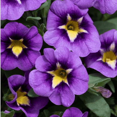 Set of 3 or 6 Large Plants - Calibrachoa Bumble Bee Blue, Outdoor Garden Ready - Frankton's