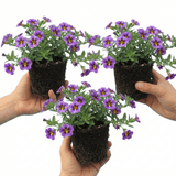 Set of 3 or 6 Large Plants - Calibrachoa Bumble Bee Blue, Outdoor Garden Ready - Frankton's