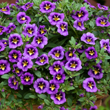 Set of 3 or 6 Large Plants - Calibrachoa Bumble Bee Blue, Outdoor Garden Ready - Frankton's