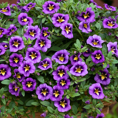 Set of 3 or 6 Large Plants - Calibrachoa Bumble Bee Blue, Outdoor Garden Ready - Frankton's