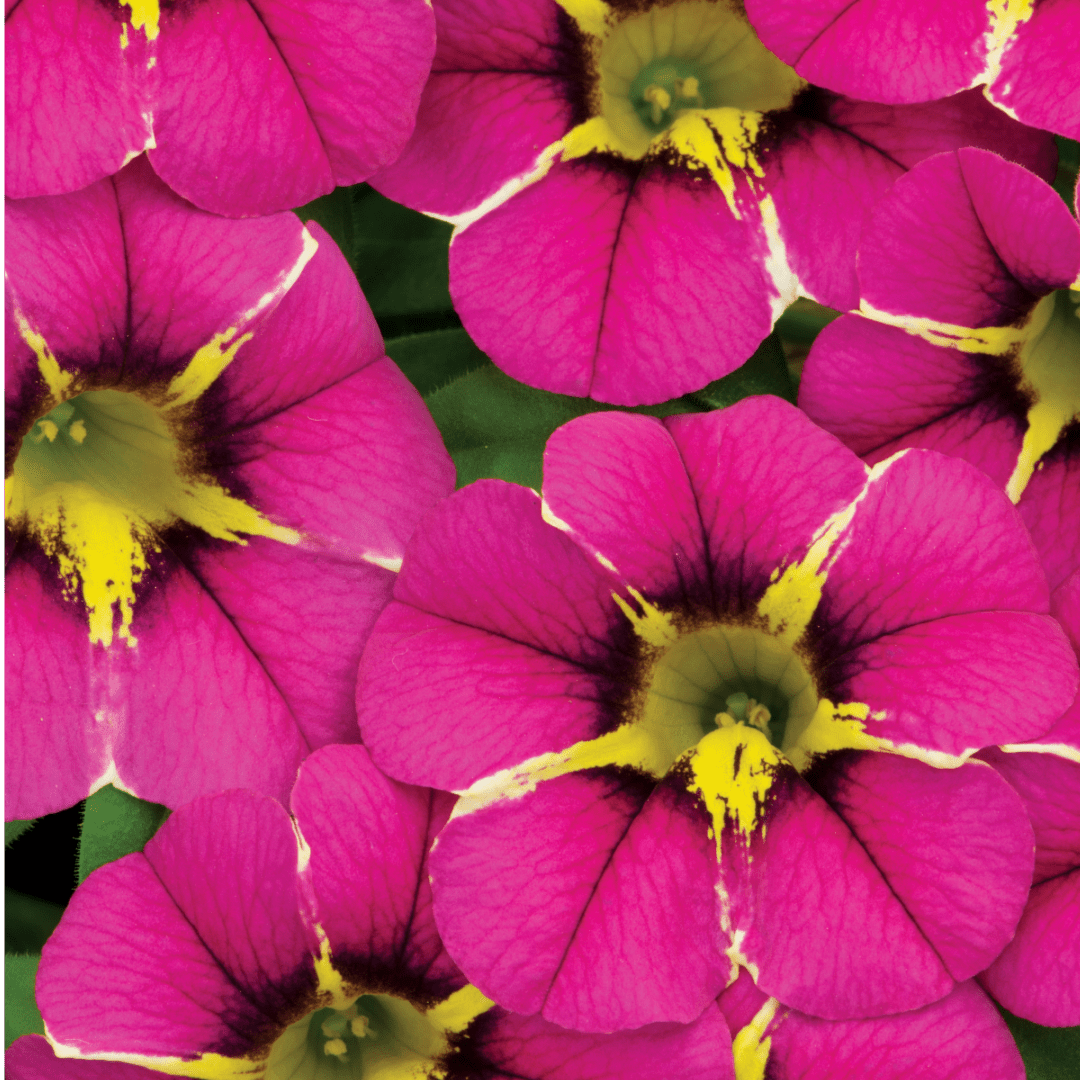 Set of 3 or 6 Large Plants - Calibrachoa Bumble Hot Pink, Outdoor Garden Ready - Frankton's