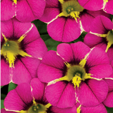 Set of 3 or 6 Large Plants - Calibrachoa Bumble Hot Pink, Outdoor Garden Ready - Frankton's