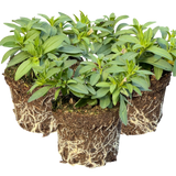 Set of 3 or 6 Large Plants - Calibrachoa Bumble Hot Pink, Outdoor Garden Ready - Frankton's