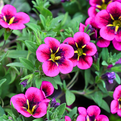 Set of 3 or 6 Large Plants - Calibrachoa Bumble Hot Pink, Outdoor Garden Ready - Frankton's