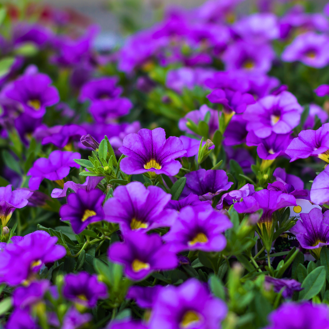 Set of 3 or 6 Large Plants - Calibrachoa Cabaret Early Blue, Outdoor Garden Ready - Frankton's