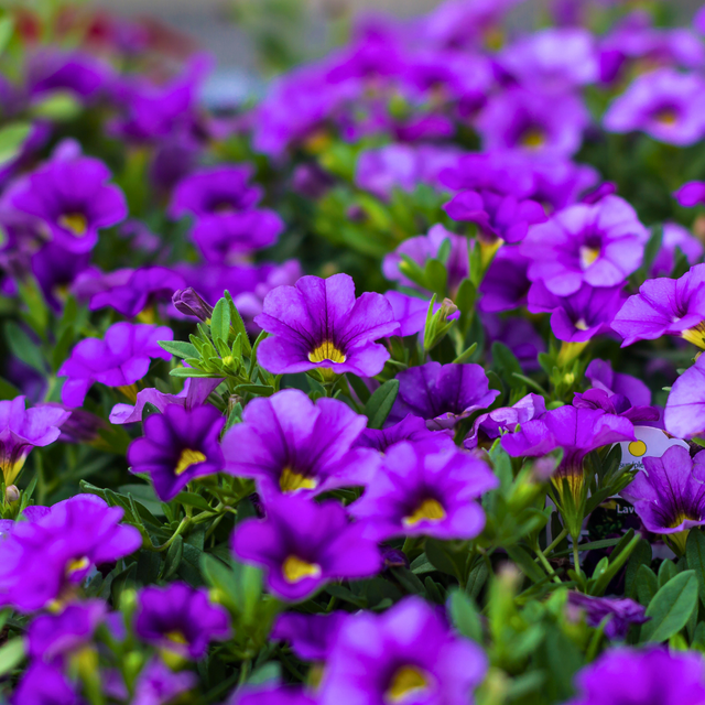 Set of 3 or 6 Large Plants - Calibrachoa Cabaret Early Blue, Outdoor Garden Ready - Frankton's