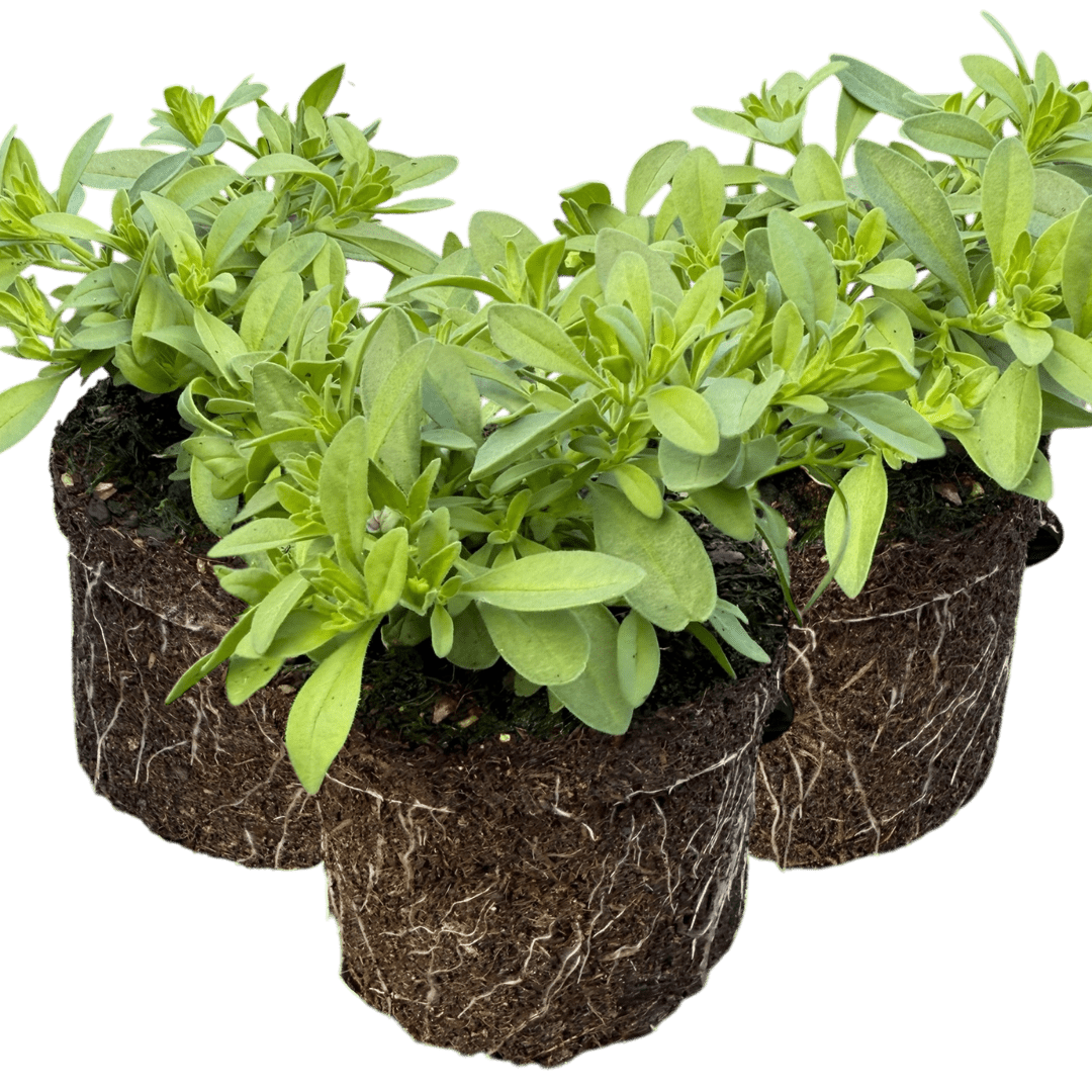 Set of 3 or 6 Large Plants - Calibrachoa Cabaret Early Blue, Outdoor Garden Ready - Frankton's