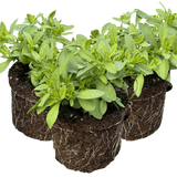 Set of 3 or 6 Large Plants - Calibrachoa Cabaret Early Blue, Outdoor Garden Ready - Frankton's