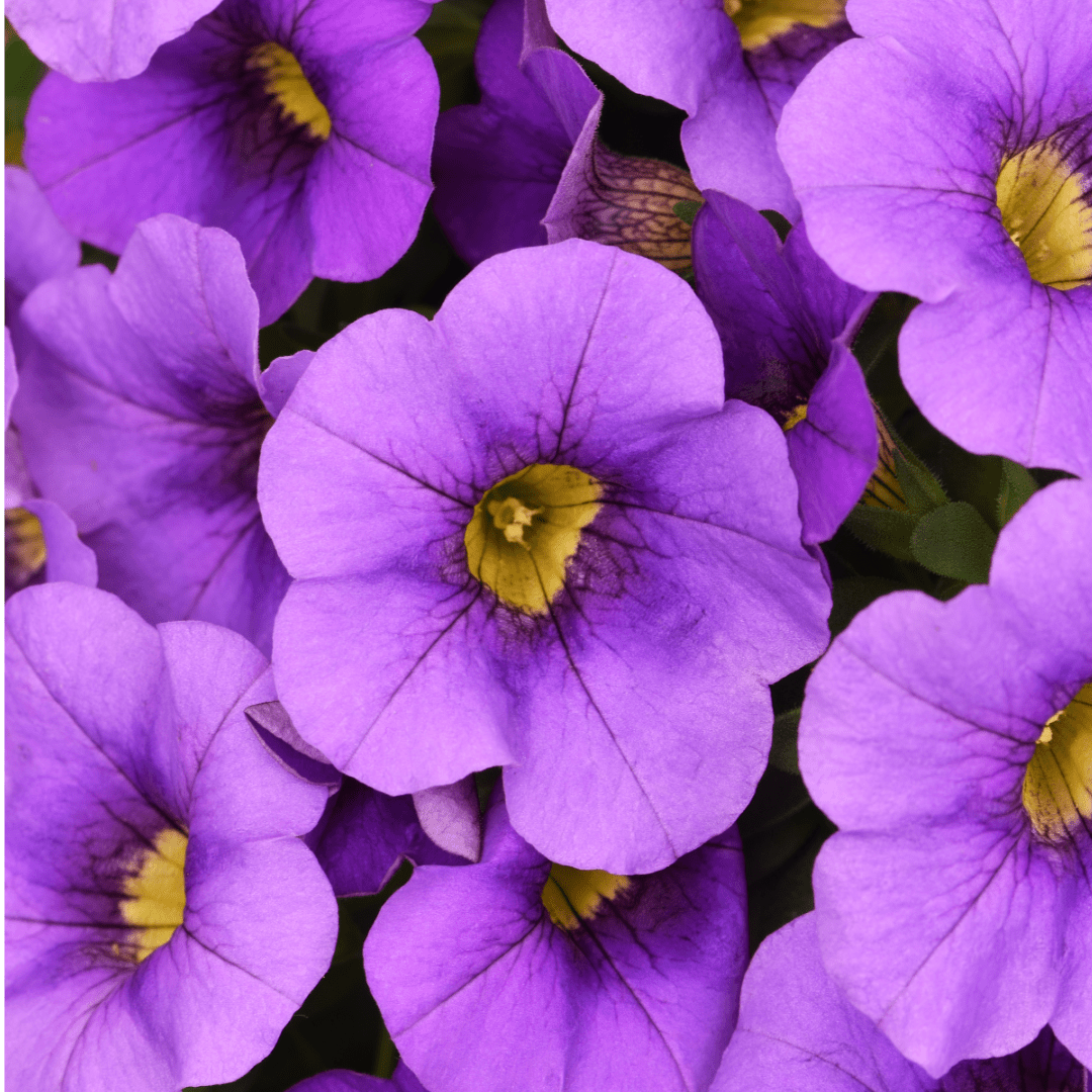 Set of 3 or 6 Large Plants - Calibrachoa Cabaret Early Blue, Outdoor Garden Ready - Frankton's