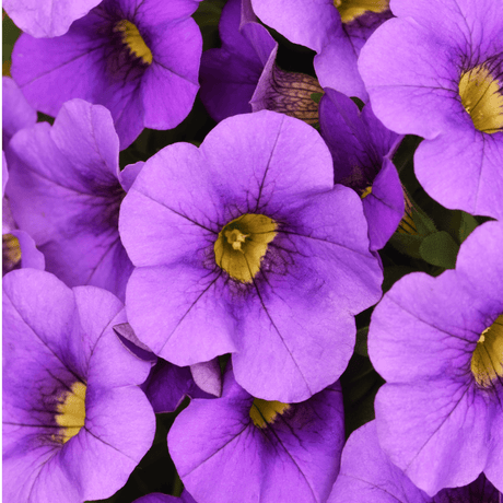 Set of 3 or 6 Large Plants - Calibrachoa Cabaret Early Blue, Outdoor Garden Ready - Frankton's