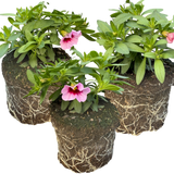 Set of 3 or 6 Large Plants - Calibrachoa Cabaret Early Light Pink Eye, Outdoor Garden Ready - Frankton's