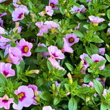 Set of 3 or 6 Large Plants - Calibrachoa Cabaret Early Light Pink Eye, Outdoor Garden Ready - Frankton's