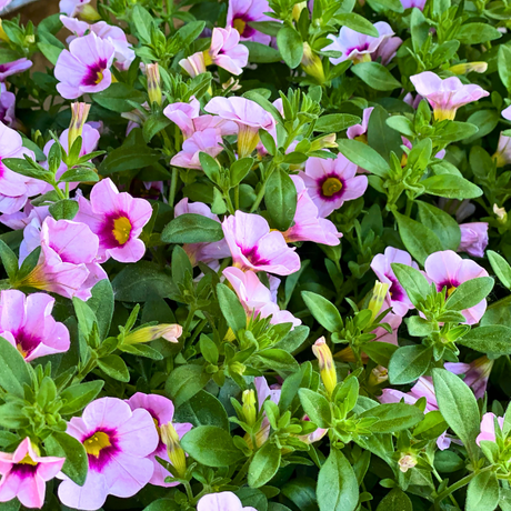 Set of 3 or 6 Large Plants - Calibrachoa Cabaret Early Light Pink Eye, Outdoor Garden Ready - Frankton's