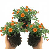 Set of 3 or 6 Large Plants - Calibrachoa Cabaret Early Orange, Outdoor Garden Ready - Frankton's