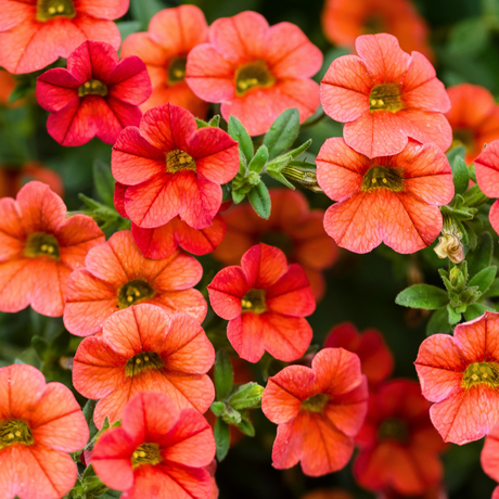 Set of 3 or 6 Large Plants - Calibrachoa Cabaret Early Orange, Outdoor Garden Ready - Frankton's