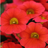 Set of 3 or 6 Large Plants - Calibrachoa Cabaret Early Orange, Outdoor Garden Ready - Frankton's