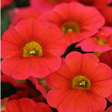 Set of 3 or 6 Large Plants - Calibrachoa Cabaret Early Orange, Outdoor Garden Ready - Frankton's