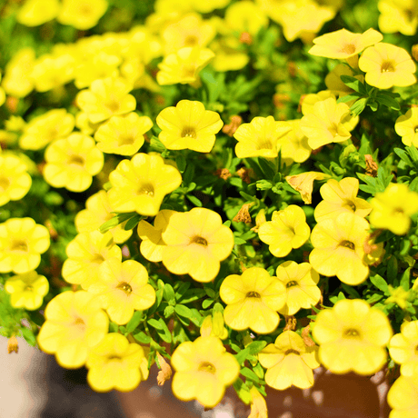 Set of 3 or 6 Large Plants - Calibrachoa Cabaret Pure Yellow, Outdoor Garden Ready - Frankton's