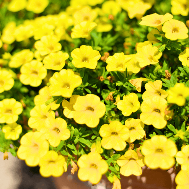 Set of 3 or 6 Large Plants - Calibrachoa Cabaret Pure Yellow, Outdoor Garden Ready - Frankton's