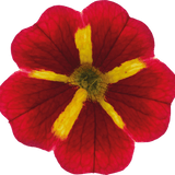 Set of 3 or 6 Large Plants - Calibrachoa Cabaret Red Kiss, Outdoor Garden Ready - Frankton's