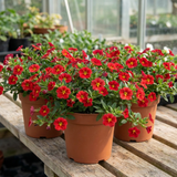 Set of 3 or 6 Large Plants - Calibrachoa Cabaret Red Kiss, Outdoor Garden Ready - Frankton's