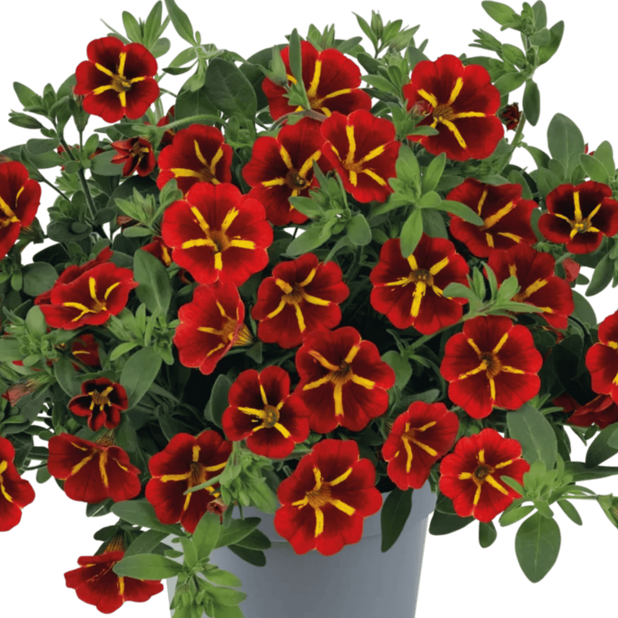 Set of 3 or 6 Large Plants - Calibrachoa Cabaret Red Kiss, Outdoor Garden Ready - Frankton's