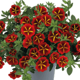 Set of 3 or 6 Large Plants - Calibrachoa Cabaret Red Kiss, Outdoor Garden Ready - Frankton's