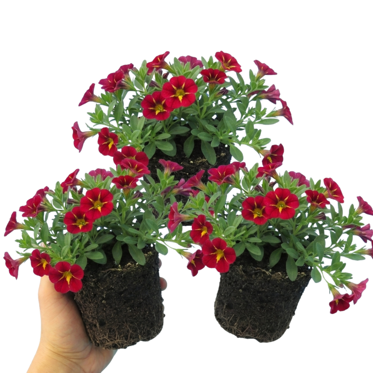 Set of 3 or 6 Large Plants - Calibrachoa Cabaret Red Kiss, Outdoor Garden Ready - Frankton's