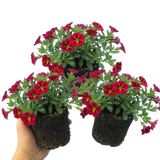 Set of 3 or 6 Large Plants - Calibrachoa Cabaret Red Kiss, Outdoor Garden Ready - Frankton's