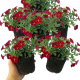 Set of 3 or 6 Large Plants - Calibrachoa Cabaret Red Kiss, Outdoor Garden Ready - Frankton's