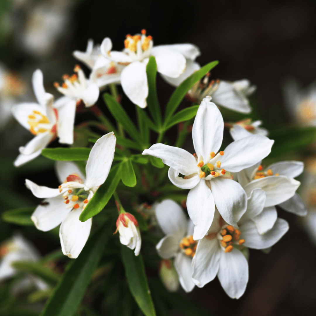 Set of 3 or 6 Large Plants - Choisya Sundance, Ready to Plant in Your Garden, Peat-Free - Frankton's