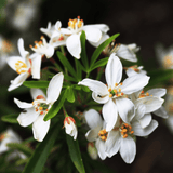 Set of 3 or 6 Large Plants - Choisya Sundance, Ready to Plant in Your Garden, Peat-Free - Frankton's