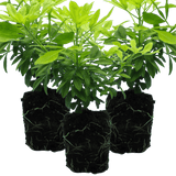Set of 3 or 6 Large Plants - Choisya Sundance, Ready to Plant in Your Garden, Peat-Free - Frankton's
