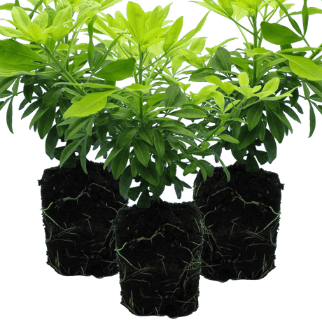 Set of 3 or 6 Large Plants - Choisya Sundance, Ready to Plant in Your Garden, Peat-Free - Frankton's