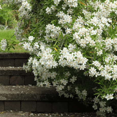 Set of 3 or 6 Large Plants - Choisya Sundance, Ready to Plant in Your Garden, Peat-Free - Frankton's
