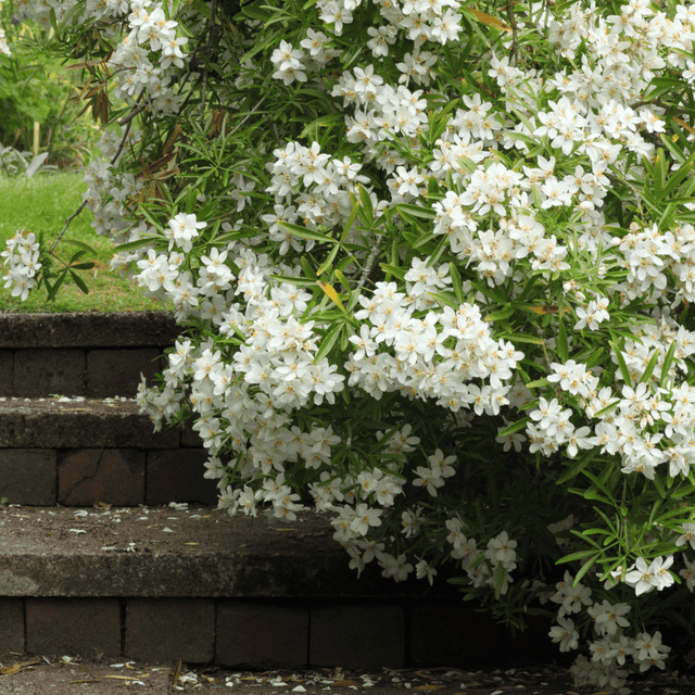 Set of 3 or 6 Large Plants - Choisya Sundance, Ready to Plant in Your Garden, Peat-Free - Frankton's
