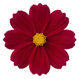 Set of 3 or 6 Large Plants - Cosmos Apollo Carmine, Ready to Plant in Your Garden, Peat-Free - Frankton's