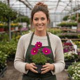 Set of 3 or 6 Large Plants - Cosmos Apollo Carmine, Ready to Plant in Your Garden, Peat-Free - Frankton's