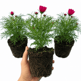 Set of 3 or 6 Large Plants - Cosmos Apollo Carmine, Ready to Plant in Your Garden, Peat-Free - Frankton's