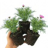 Set of 3 or 6 Large Plants - Cosmos Apollo Pink, Ready to Plant in Your Garden, Peat-Free - Frankton's