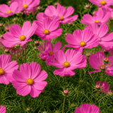 Set of 3 or 6 Large Plants - Cosmos Apollo Pink, Ready to Plant in Your Garden, Peat-Free - Frankton's