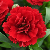 Set of 3 or 6 Large Plants - Dianthus Oscar Dark Red, Outdoor Garden Ready - Frankton's