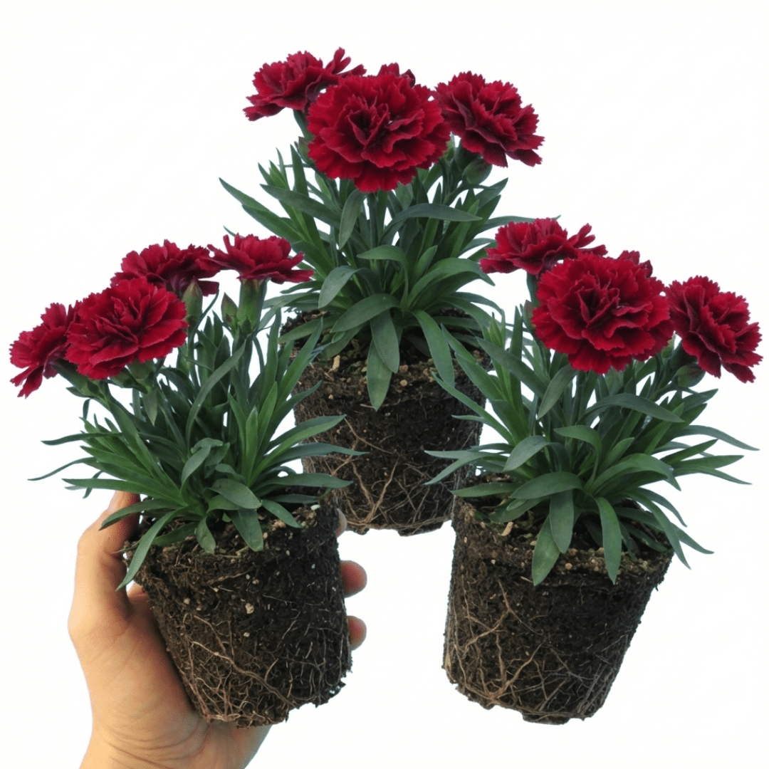 Set of 3 or 6 Large Plants - Dianthus Oscar Dark Red, Outdoor Garden Ready - Frankton's