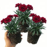 Set of 3 or 6 Large Plants - Dianthus Oscar Dark Red, Outdoor Garden Ready - Frankton's