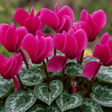 Set of 3 or 6 Large Plants - Dianthus Oscar, Outdoor Garden Ready - Frankton's