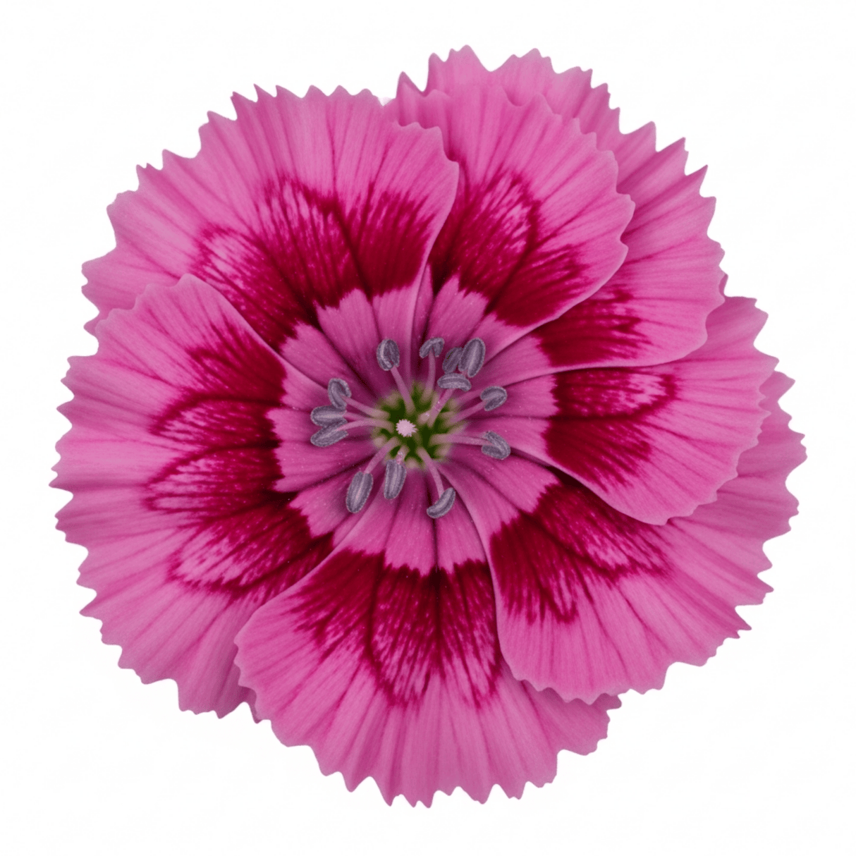 Set of 3 or 6 Large Plants - Dianthus Oscar, Outdoor Garden Ready - Frankton's