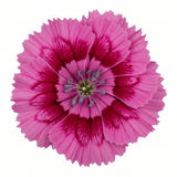 Set of 3 or 6 Large Plants - Dianthus Oscar, Outdoor Garden Ready - Frankton's