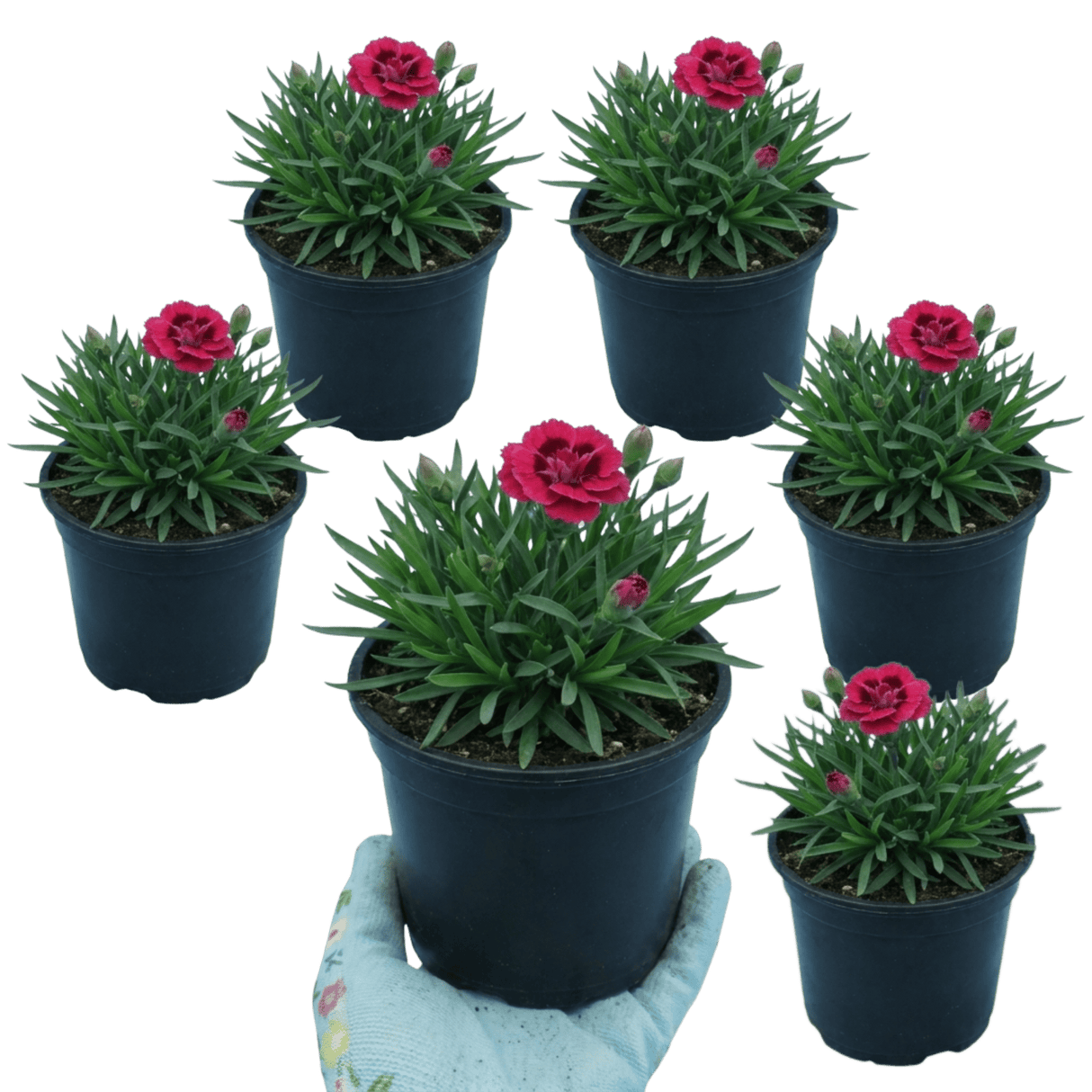 Set of 3 or 6 Large Plants - Dianthus Oscar, Outdoor Garden Ready - Frankton's